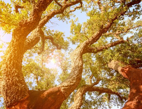Descoperă Puterea Naturii: Tratamentele Miraculoase cu scoarță de Stejar